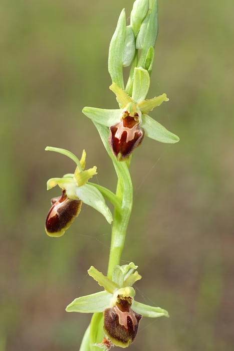 ophrys dalla maremma